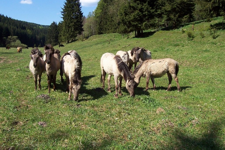 Wildpferde im nahegelegenen Taubachtal