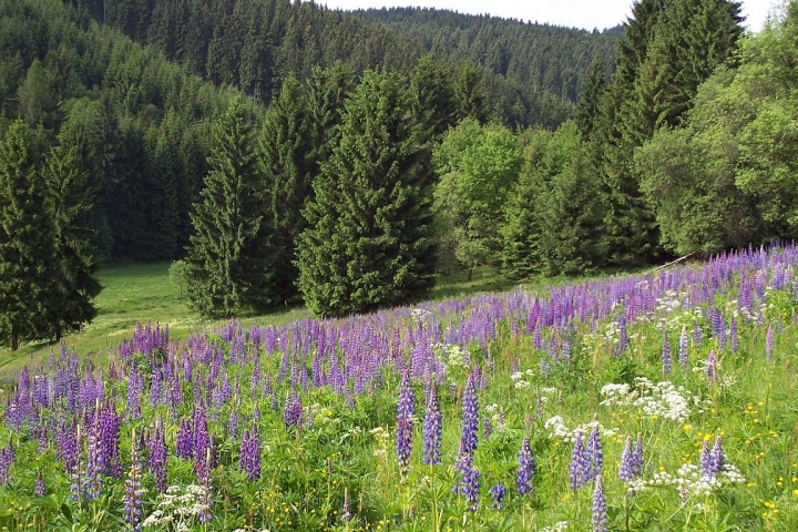 Blumenwiesen in der näheren Umgebung