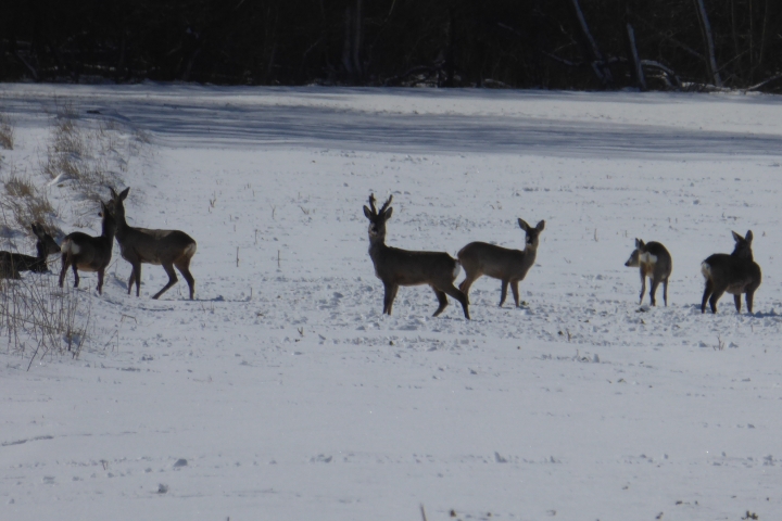 Rehe, nicht nur im Winter direkt vor der Haustür