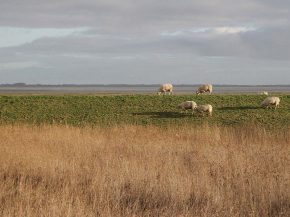Das Wattenmeer vor Ihrem Haus. Beobachten Sie die grasenden Schafe von Ihrer Terrasse.