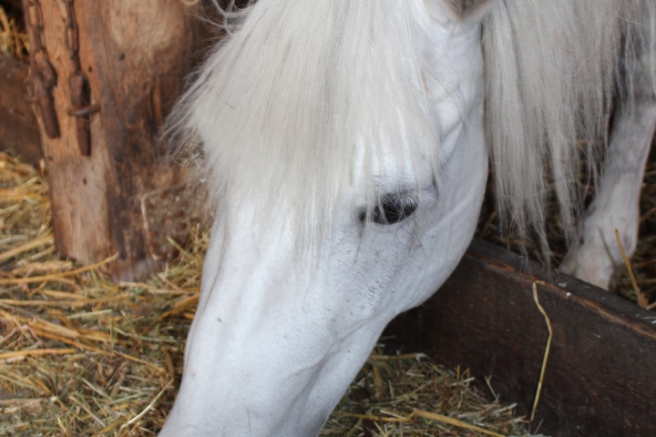 Unser Pony Mona