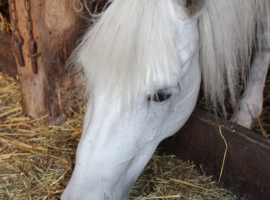 Unser Pony Mona