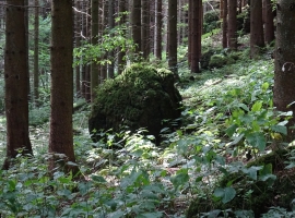 Foto 21
