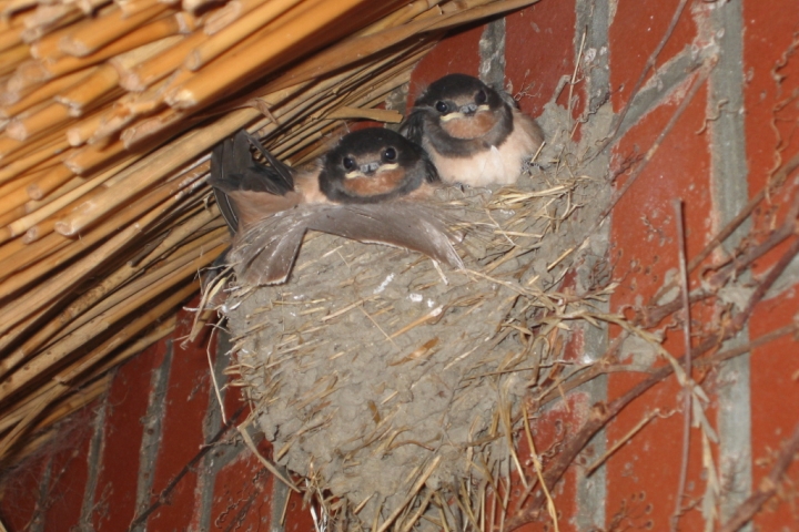... ein Paradies für zahlreiche Arten von Vögeln, die sich bei uns am Haus und im Garten zu Hause fühlen,