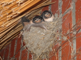 ... ein Paradies für zahlreiche Arten von Vögeln, die sich bei uns am Haus und im Garten zu Hause fühlen, 