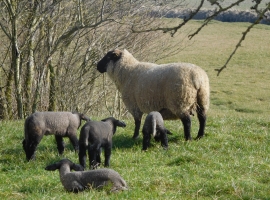  ... sowie für Schafe mit Lämmern auf der an den Garten grenzenden Weide!