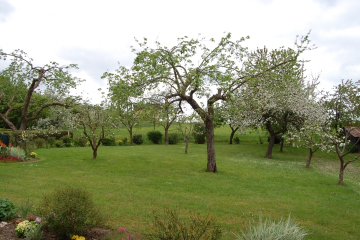 Streuobstwiese und Beerensträucher nahe der Ferienwohnung. Auch für unsere Gäste.
