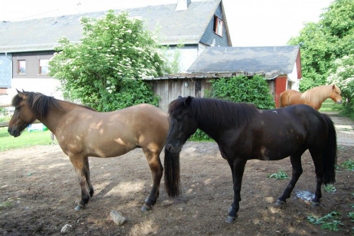 Die Nachbarin mit ihren Isländer-Ponys erteilt Reitstunden für Kinder.Auch Geländereiten.
