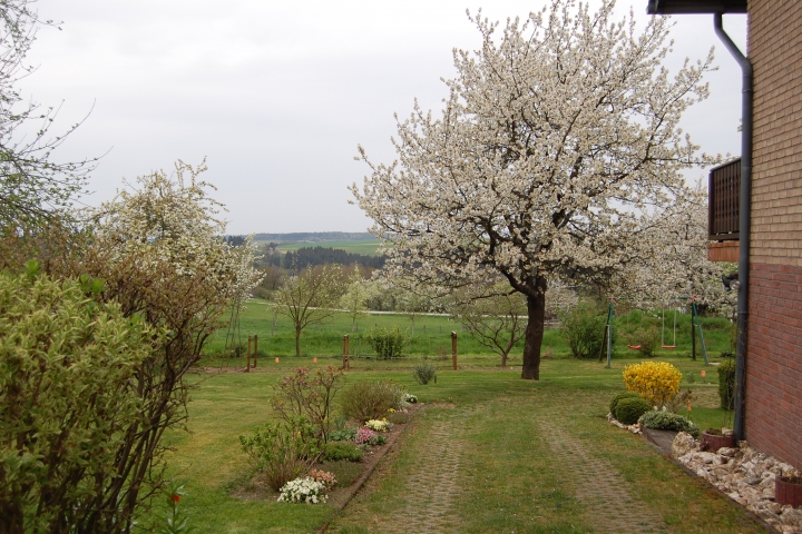 Kirschblüte im April 2020