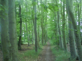 Foto 21