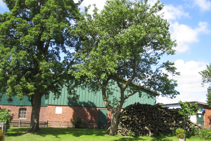 alte Obstbäume auf dem Hof