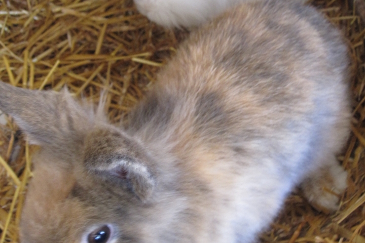 Streicheltiere: Kaninchen, Meerschweinchen, Hund...