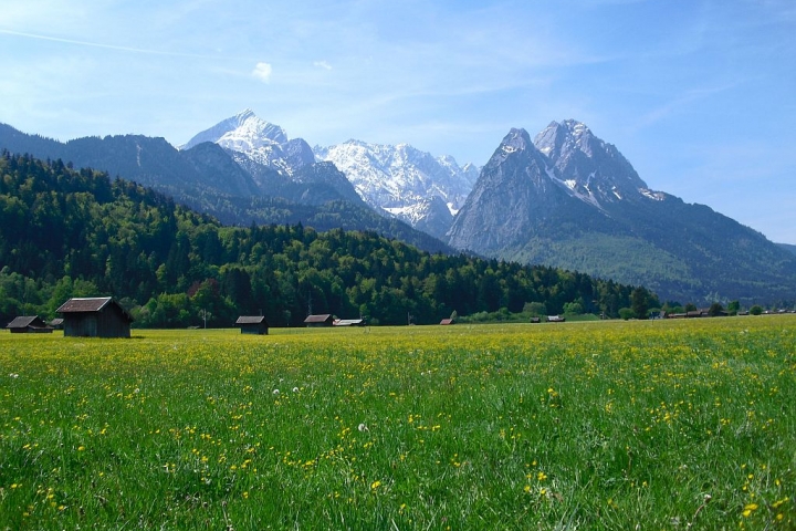 Blumenwiese gleich in unserer Nähe.... Spazierweg nach Grainau