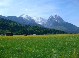 Blumenwiese gleich in unserer Nähe