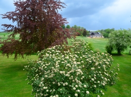 Blick auf den Garten