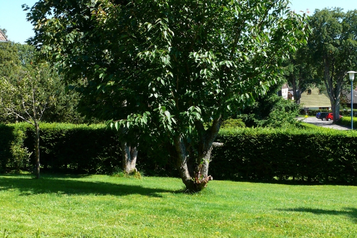 Blick in den Garten