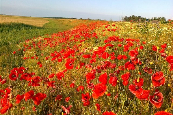 Deichblumen
