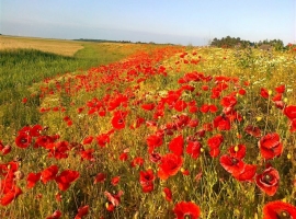 Deichblumen