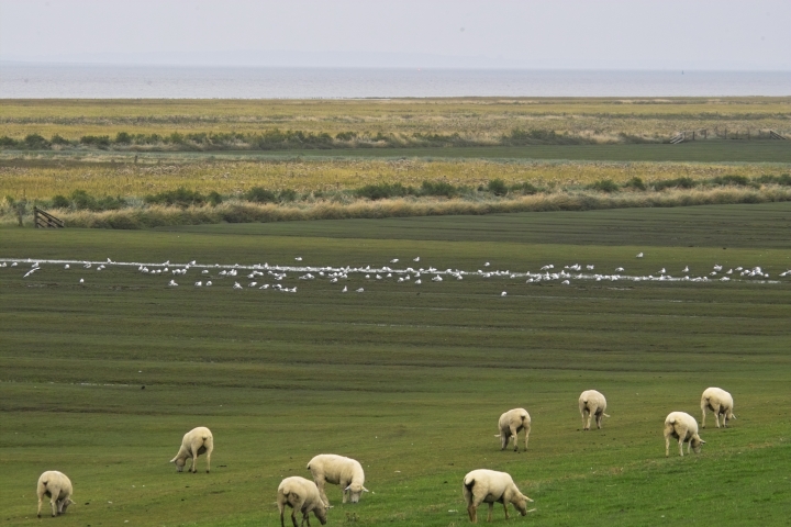      Schafe am Nordseedeich