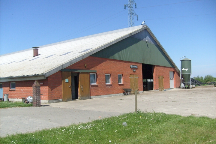 Das Stallgebäude für unsere Milchkühe und die Bullen