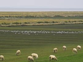      Schafe am Nordseedeich
