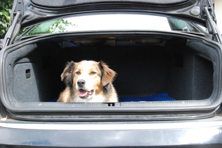 Hunde willkommen M2