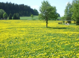 Frühling