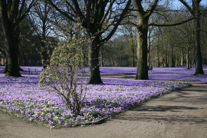 Krokusblüte