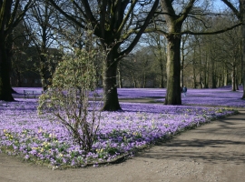 Krokusblüte