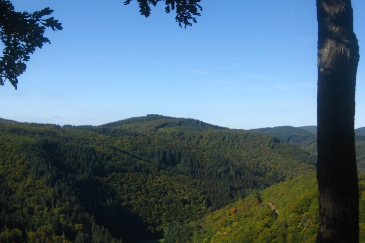 Wald, so weit das Auge reicht am Aussichtspunkt Nitzblick (10 Gehminuten entfernt).