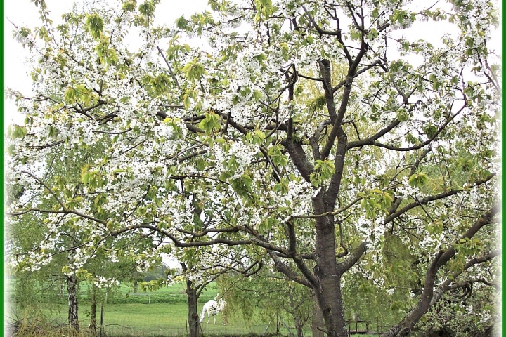 Streuobstwiese am Haus