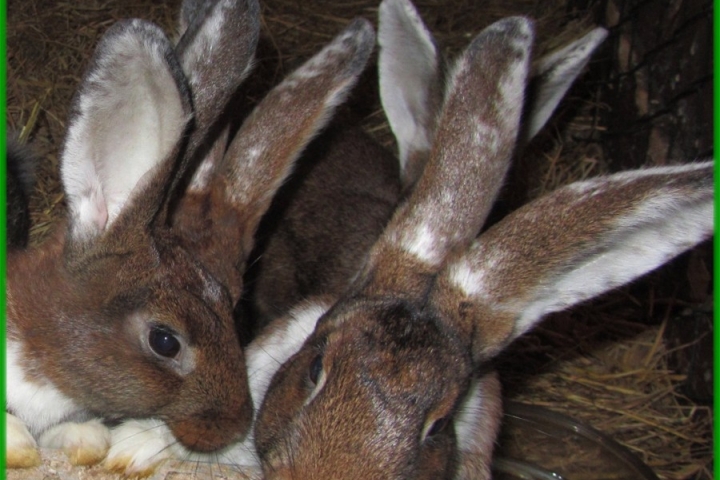 Hasennachwuchs