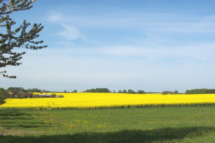 Rapsfeld bei Bendhof