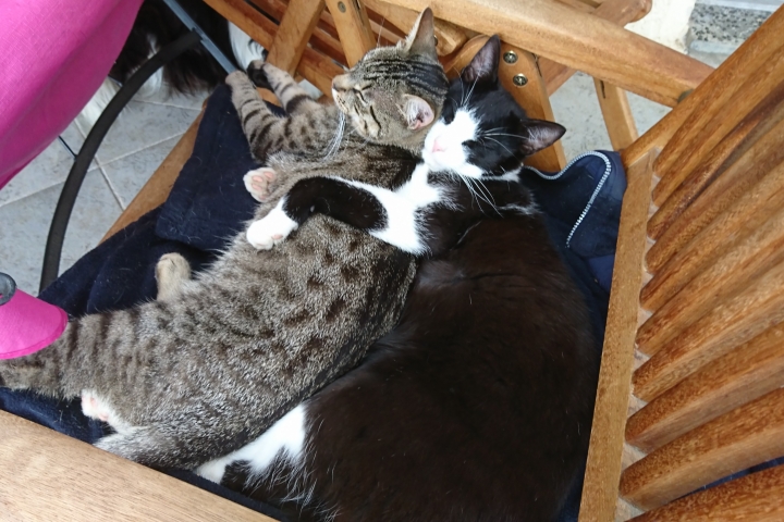Tom und Jerry