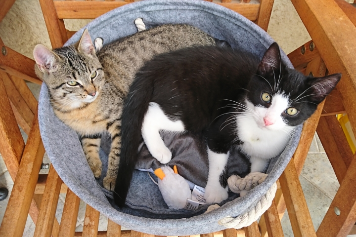 Tom und Jerry