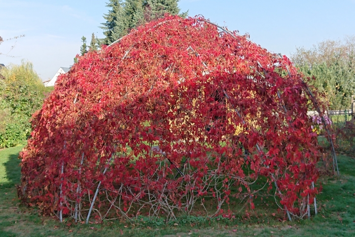Die Weinlaube im goldenen Herbst