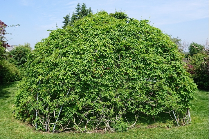 Die Weinlaube (6 m Durchmesser) im Sommer