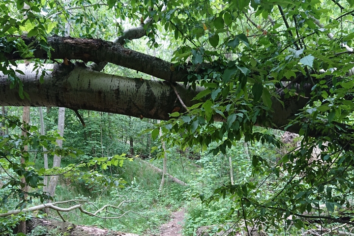 Der Thümmlitzwald - Entfernung: 700 m