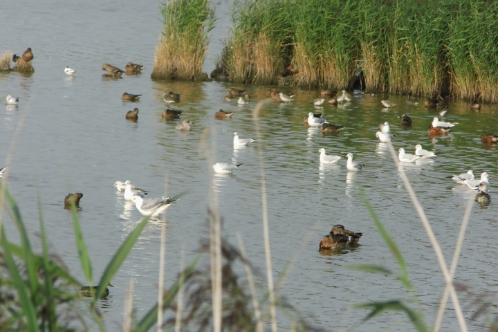 Naturschutzgebiet am Deich