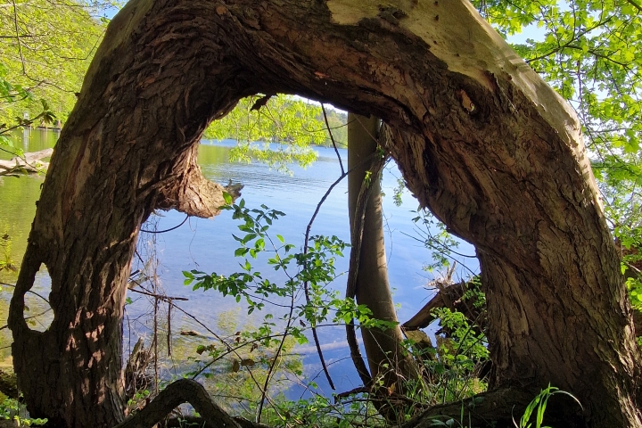 Am See