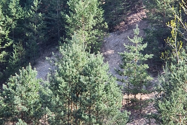 Der Sandberg an der Tongrube.