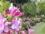 Gartenidyll zur Rhododentronblüte