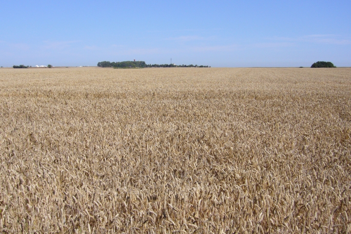 Presen im Sommer