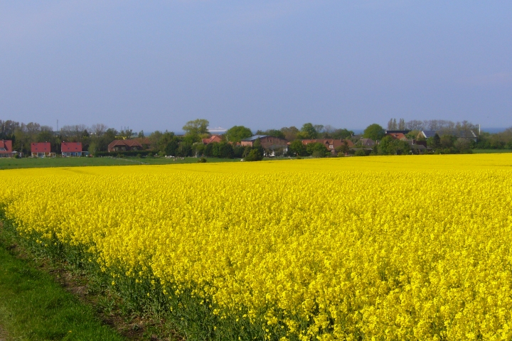 Blick auf Presen zur Rapsblüte