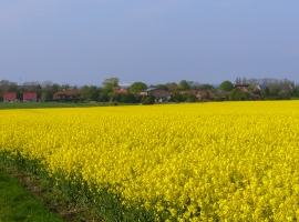 Blick auf Presen zur Rapsblüte