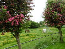 Der Rotdorn blüht.Ein Blick aus den Ferienwohnungen zur Ponyweide mit Silva und Oskar