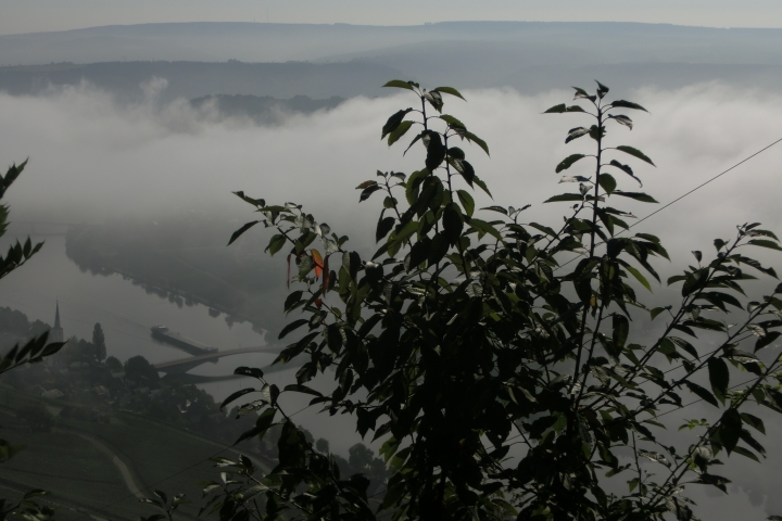 Piesport im Nebel