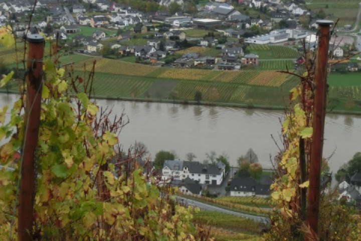 Bild Piesport im Herbst