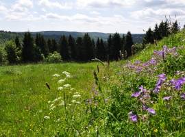 Ausblick vom Ferienhaus in die Umgebung