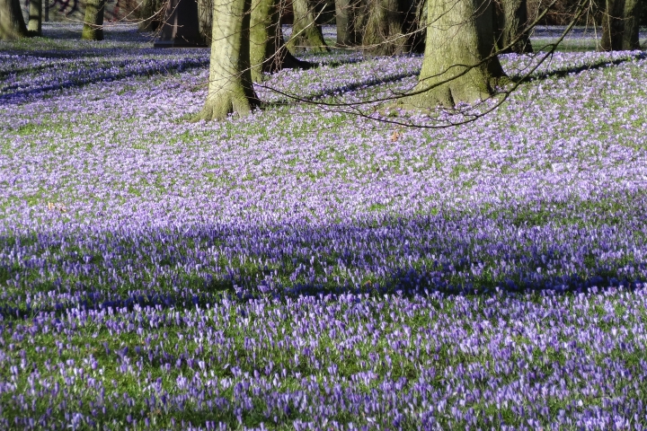 Krokusblüte im Schlosspark in Husum
